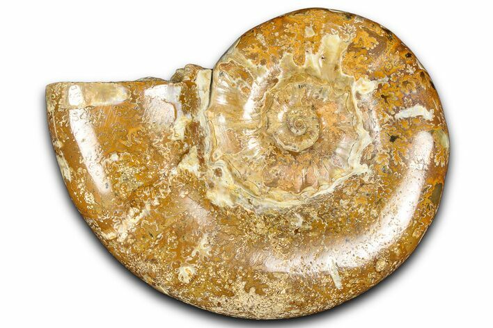 Jurassic Ammonite (Euaspidoceras) Fossil - Madagascar #365335